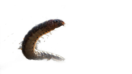 red millipede isolated on white background. close-up.