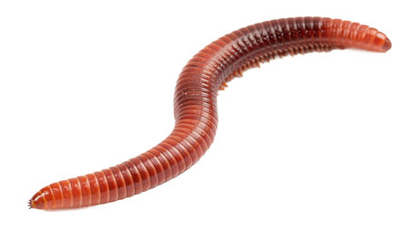 Larva on white background