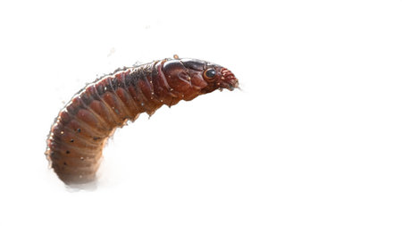 millipede isolated on the white background. close-up.の写真素材