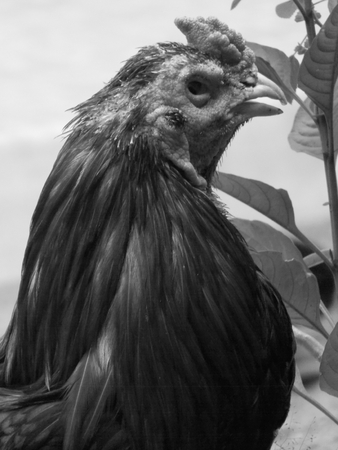 head of a asian rooster in white and black