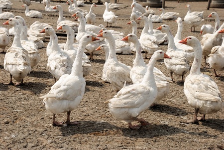 A group of free range domestic white geese raised for meat at a local family farmの写真素材