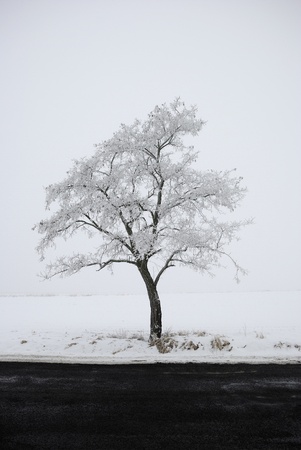 A lonely tree in a winter sceneの写真素材