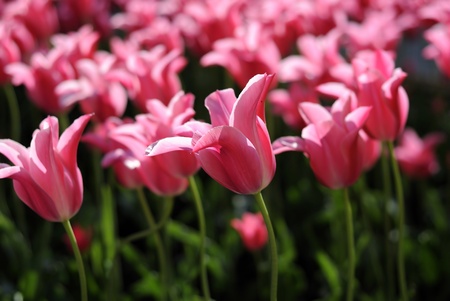 Blossoming pink tulips の写真素材
