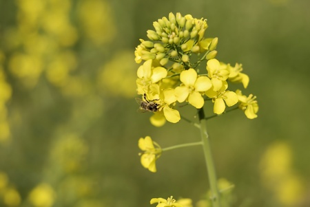 Yellow colzaの写真素材