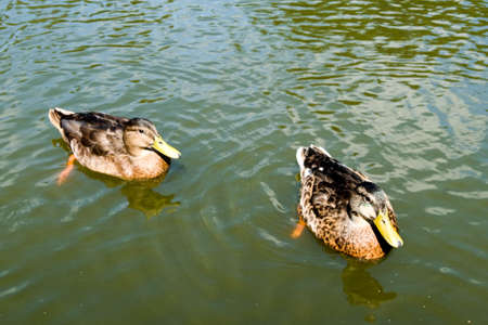 two ducks resting together at the lake in duck on the lakeの写真素材