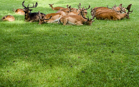 herd of deer in the meadow beautiful and cute deer, nature faunaの写真素材