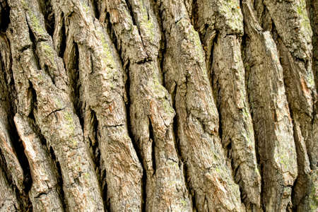 textures. old, brown, white bark. close up of a pine tree bark with a background