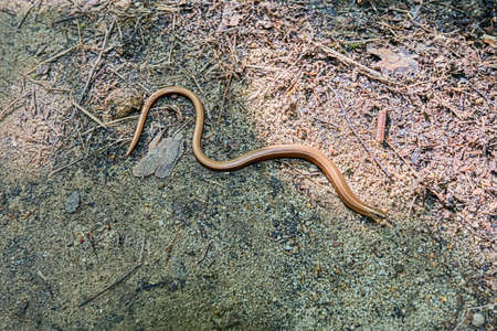 small snake sitting on a rock on the stone floor. in the forest