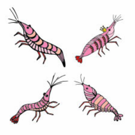 Funny prawns, sea dweller, crustacean, delicious food. Isolated on white background, flat style. Coloring book, page for adults and children. For the design of books, magazines, posters.の写真素材