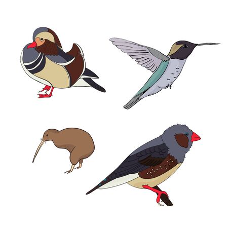 Vector set with birds. Kiwi bird, mandarin duck, pigeon. Cartoon style Outline vector bird on white background. For stickers, children's literature, printing on t-shirts, for sites of ornithologists.のイラスト素材