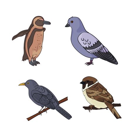 Vector set with birds. Sparrow, penguin, dove, blackbird. Cartoon style Outline vector birds on a white background. For stickers, children's literature, printing on t-shirts, for sites ornithologists.のイラスト素材