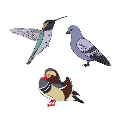 Vector set with birds. Kiwi bird, mandarin duck, pigeon. Cartoon style Outline vector bird on white background. For stickers, children's literature, printing on t-shirts, for sites of ornithologists.のイラスト素材