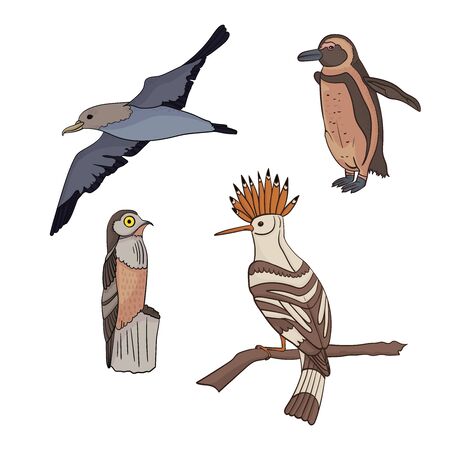 Vector set with birds. Petrel, hoopoe, penguin, giant Nightjar. Cartoon style Outline birds on a white background. For stickers, children's literature, printing on t-shirts, for sites ornithologists.のイラスト素材
