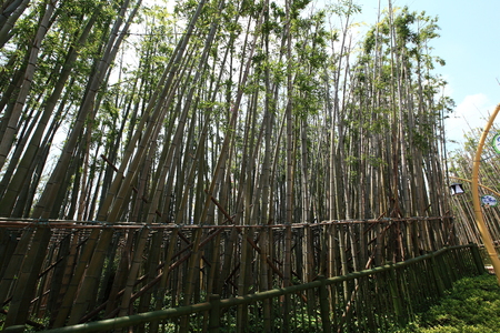 Bamboo forest at Nanchang Wanda theme parkのeditorial素材