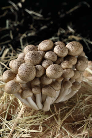 Delicious crab mushroomの写真素材