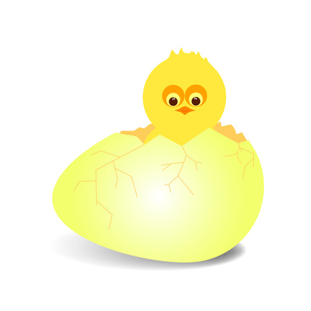 vector illustrarion of newborn chickenのイラスト素材