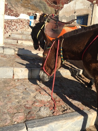 Donkey Stairs Travel Santorini Greece Animal Summer Hotの写真素材