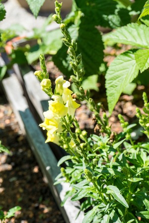 urban gardening salad and plantsの写真素材