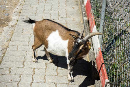 Goat behind a fenceの写真素材