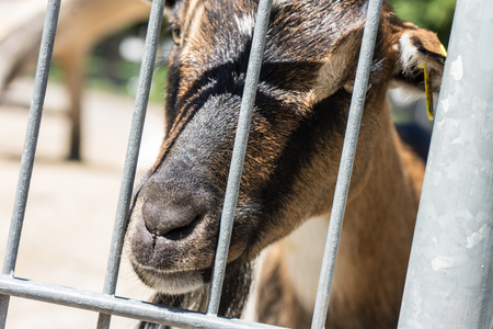 Goat behind a fenceの写真素材