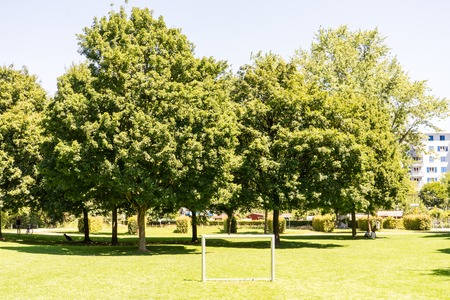 trees in park with pathの写真素材