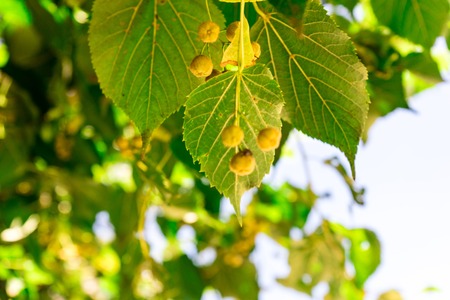 yellow berry tree in a parkの写真素材