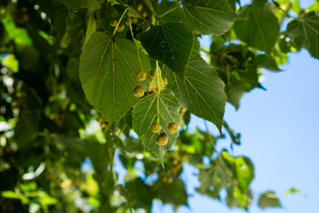 yellow berry tree in a park