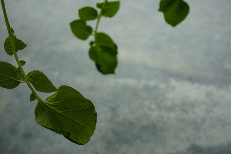 patato plant close up capsicum annuumの写真素材
