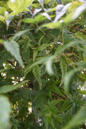 green japanese maple leaf