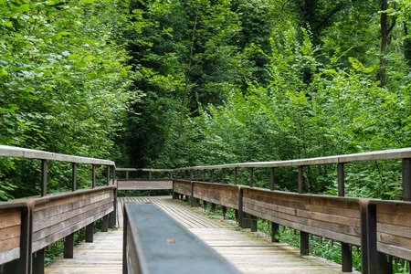 mystic wood path in forestの写真素材