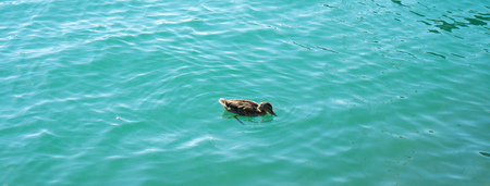 duck in turquoise water pair swimming in lake