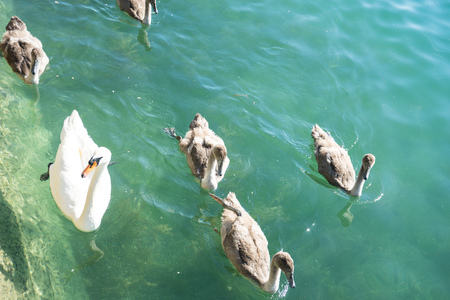 swan familiy at lake zurich in switzerlandの写真素材