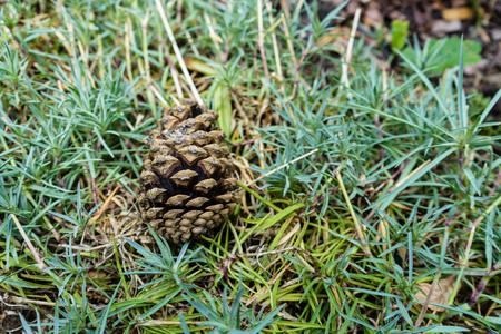 pinecone laying in meadowの写真素材