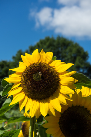 Closeup of bee and sunflower on a blue skyの写真素材