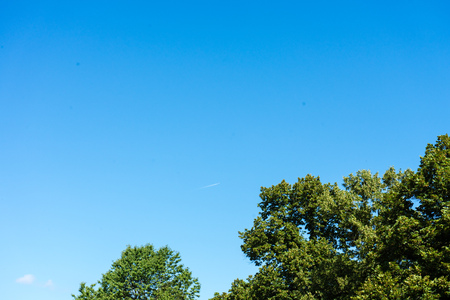 trees with clear blue sky in the backの写真素材