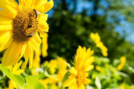 three bee on sunflower side viewの写真素材