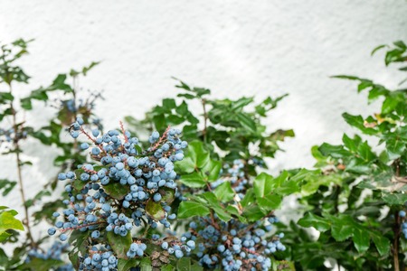 blueberry ripe on plant ready to harvest with wall backgroundの写真素材