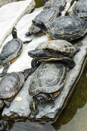 small turtles in garden lying around with close upの写真素材
