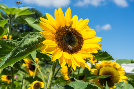 Sunflower with bee with blue skyの写真素材