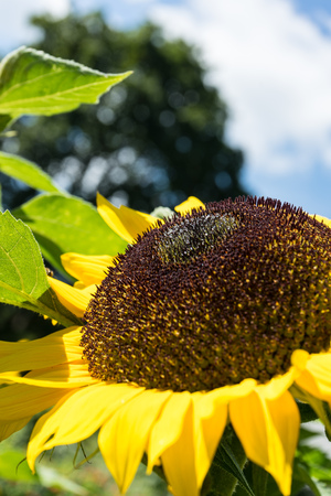 Sunflower head with bee with blue skyの写真素材