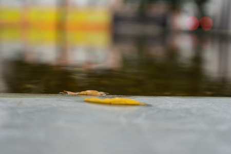 yellow leaf on grey concrete in front of water