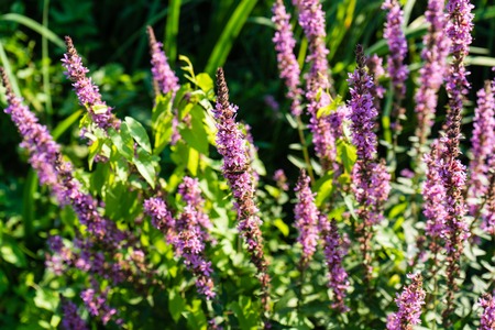 purple plant flower in summer blowing in the windの写真素材