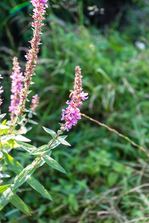 purple plant flower in summer blowing in the windの写真素材