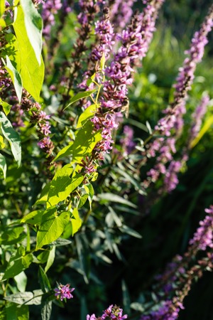 purple plant flower in summer blowing in the windの写真素材