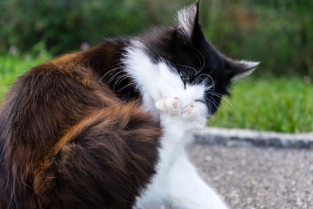 cat licking her feet paw outdoor brown white furの写真素材