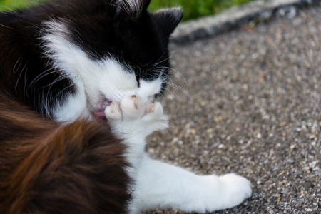 cat licking her feet paw outdoor brown white furの写真素材