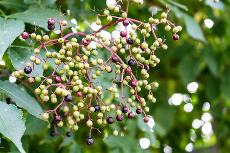 green and violet elder berries hanging from tree close up