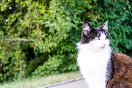 brown white cat outdoor close up picture at daytime young