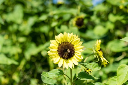 sunflower with bee with blue sky backgroundの写真素材
