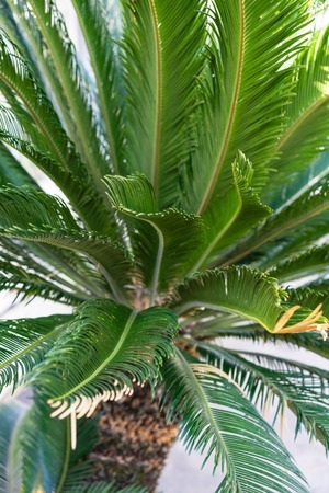 cycas revoluta palm tree cycadaceae from southeast asia japanの写真素材